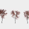 Three Arbor Trees With Red Leaves And Dark Trunks On White Background 3d model