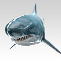 Modern Shark Great White Shark 3d model