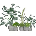 Various Types of Potted Plants With Different Leaf Shapes in White Pots for Indoor Decoration