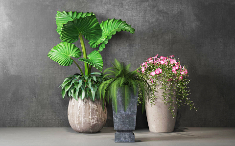 Modern Potted Plant Indoor Potted Plant Combination 3d model