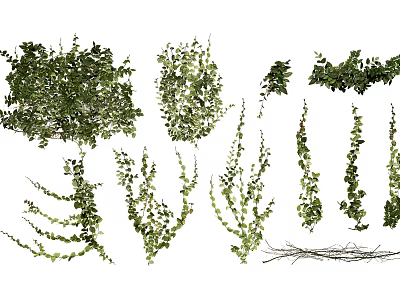 Green Decorative Vine Plants with Various Growing Shapes and Patterns for Garden 3d model