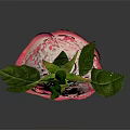 Beautiful Pink and White Rose with Green Stem and Fresh Leaves on Dark Background