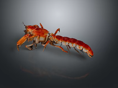 Vibrant Red Aquatic Crab With Claws Legs And Reflection On Gray Background 3d model