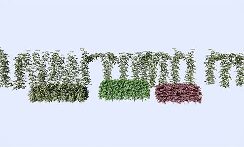 Modern Vine Climbing Vine Plant Shrub Hedgerow Haitong Hedgerow Lophorus chinensis Hedgerow Wall 3d model