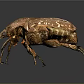 Brown Shiny Beetle Crawling On Dark Background With Detailed Exoskeleton Close Up View