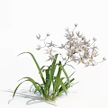 Beautiful White Orchid Flowers With Lush Green Leaves And Delicate Petals