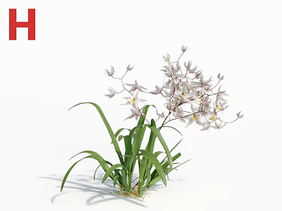 Beautiful White Orchid Flowers With Lush Green Leaves And Delicate Petals 3d model