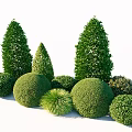 Lush Green Garden Shrubs With Various Shapes Conical And Spherical Neatly Trimmed For Landscaping