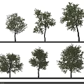 Diverse Landscape Trees With Different Crown Shapes Trunk Sizes And Lush Foliage