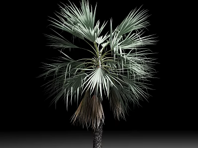Tall Palm Tree With Fan Shaped Green Leaves And Textured Trunk Isolated On Black Background 3d model