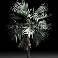 Tall Palm Tree With Fan Shaped Green Leaves And Textured Trunk Isolated On Black Background