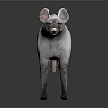 White Hyena With Pink Neck Stripes Standing In Gray Background