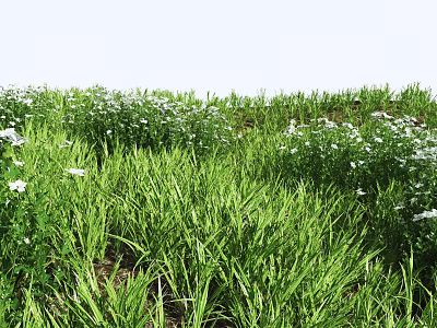 Blooming White Small Flowers Amid Lush Green Grass In Sunlit Meadow Landscape 3d model