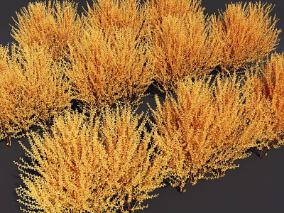Golden Yellow Shrubs in Multiple Clusters with Lush Foliage Against Dark Background 3d model