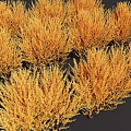 Golden Yellow Shrubs in Multiple Clusters with Lush Foliage Against Dark Background