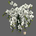White Orchid Flowers In Light Colored Vases With Fresh Blooms And Green Buds