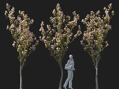 Pink Flowering Trees With Person Walking Carrying Backpack In Outdoor Scene 3d model