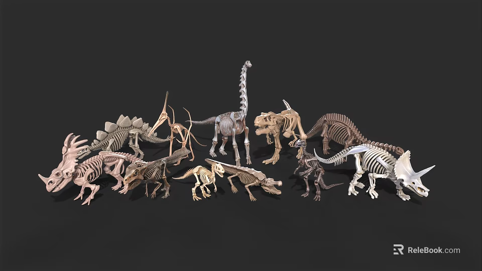 Various Dinosaur Skeleton Models With Different Prehistoric Species Displayed 3d model 