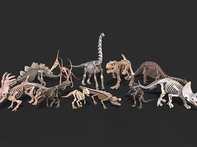 Various Dinosaur Skeleton Models With Different Prehistoric Species Displayed 3d model