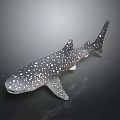 Realistic Whale Shark Model With White Spots On Sleek Body And Reflective Surface