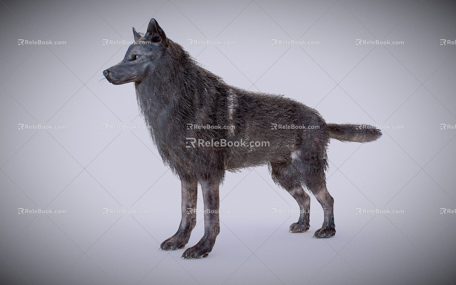 Wolf Grey Wolf 3d model