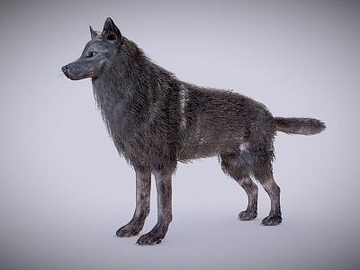 Wolf Grey Wolf model