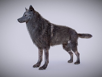 Wolf Grey Wolf 3d model