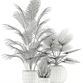 Bonsai Potted Plants With Various Leaf Types Green And Red Foliage In Modern White Pots