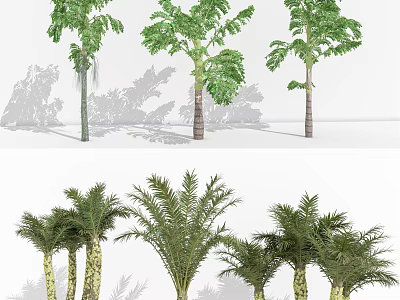 Different Palm Tree Varieties With Varied Leaf Shapes And Trunk Textures 3d model