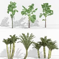 Different Palm Tree Varieties With Varied Leaf Shapes And Trunk Textures