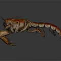 Red Lobster 3D Model With Detailed Claws And Segmented Body On Dark Background