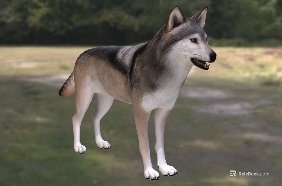 Gray Wolf Standing On Green Grass Field With Trees In Background 3d model