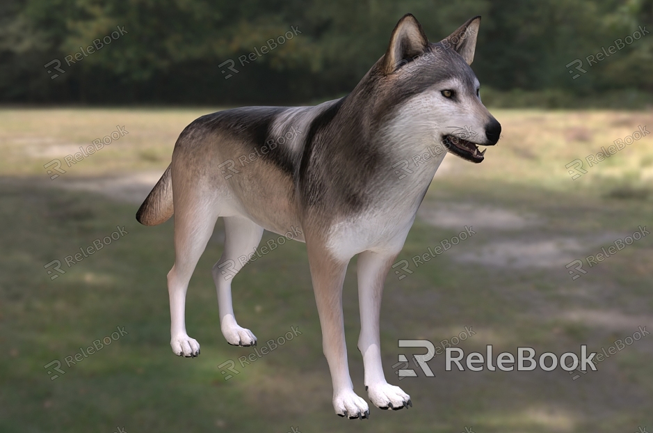 Mexican gray wolf gray wolf Mexican subspecies Mexican wolf wildlife creatures model