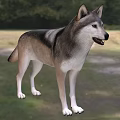 Gray Wolf Standing On Green Grass Field With Trees In Background 3d model