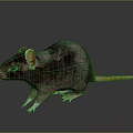 Brown Rat With Detailed Fur Large Ears And Long Tail Standing On Reflective Dark Surface
