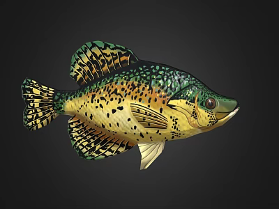 Fresh Spotted Fish With Green Yellow Scales And Black Spots As Delicious Seafood 3d model