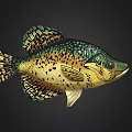 Fresh Spotted Fish With Green Yellow Scales And Black Spots As Delicious Seafood