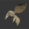 Detailed 3D Insect Model With Transparent Wings And Clear Body Structure