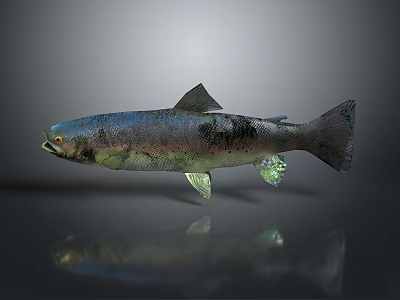 Rainbow Trout With Silver Blue Shimmer And Green Fins On Gray Background With Reflection Below 3d model
