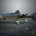 Rainbow Trout With Silver Blue Shimmer And Green Fins On Gray Background With Reflection Below