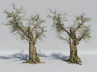 Old Trees With Mossy Trunks Exposed Roots And Green Leaves In Natural View 3d model