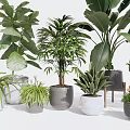 Various Indoor Potted Plants With Different Leafy Foliage And Ceramic Pots 3d model