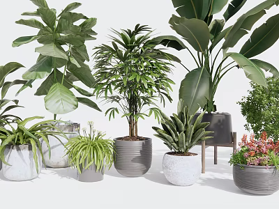Various Indoor Potted Plants With Different Leafy Foliage And Ceramic Pots 3d model