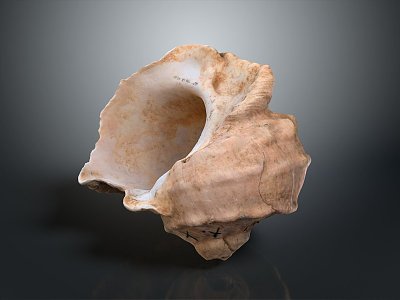 conch bone snail field snail shellfish marine animal fish freshwater fish marine fish animal 3d model