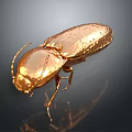 Golden Beetle Featuring Shiny Metallic Texture Detailed Body Structure and Glossy Finish