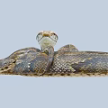 Large Reptile Snake With Coiled Body And Patterned Skin On Gray Background 3d model