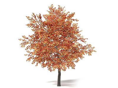Tall Arbor With Orange Red Autumn Leaves Isolated On White Background 3d model