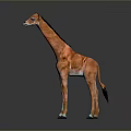 Detailed Orange Giraffe Model Standing On Dark Background With Black Mane 3d model