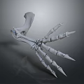 Skeletal Hand Bone Structure 3D Rendered Model with Sharp Claws and Detailed Phalanges on Dark Background
