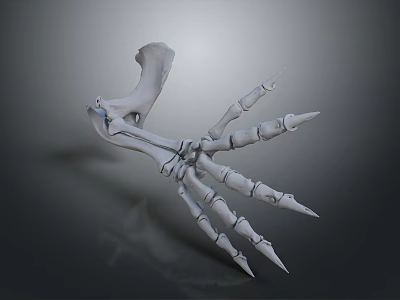 Skeletal Hand Bone Structure 3D Rendered Model with Sharp Claws and Detailed Phalanges on Dark Background 3d model